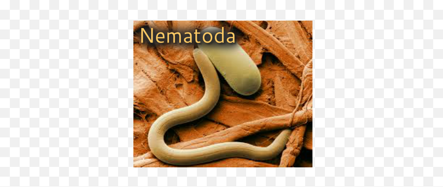 Nematoda - Slowest Animal On Earth Png,Transparent Ribbon Eel