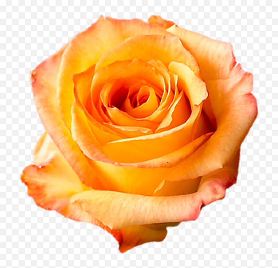 Caribbean Orange Roses Wholesale - Mid Stem 40 Cm Fresh Png,Orange Flower Png