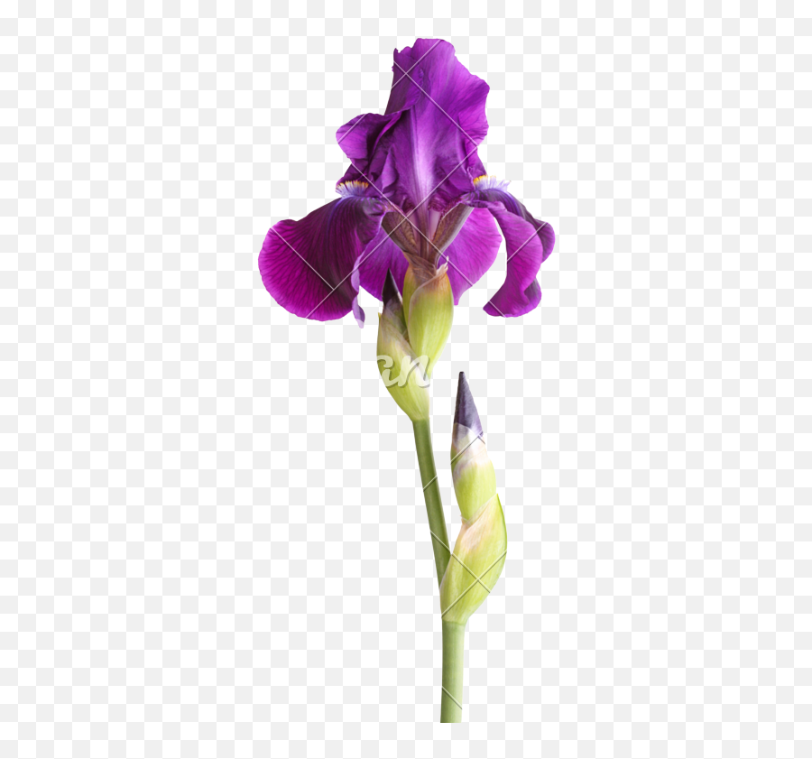 Stem With Deep Purple Iris Flower Isolated - Iris Purple Flower With Stem Png,Iris Flower Png
