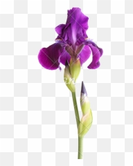 Stem With Deep Purple Iris Flower Isolated - png