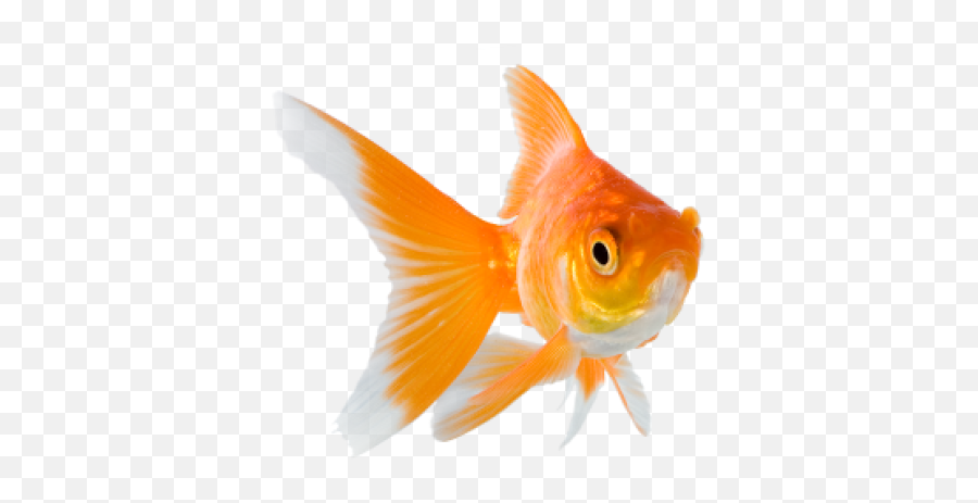 Png Background - Fishy,Goldfish Transparent