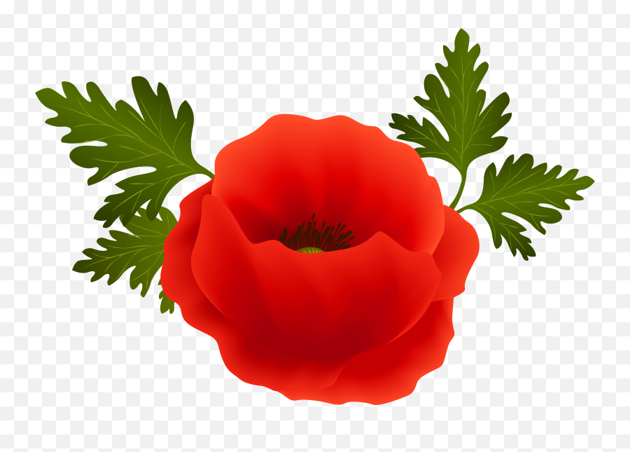 Png V - Poppy Clipart Transparent,Poppies Png