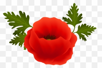 Png V - Poppy Clipart Transparent,Poppies Png