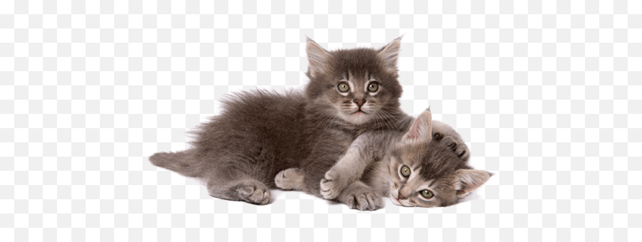 Healthy Kitten Guide - Cat And Kittens Png,Kitten Transparent Background