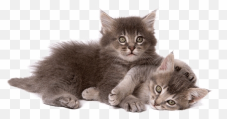 Healthy Kitten Guide - Cat And Kittens Png