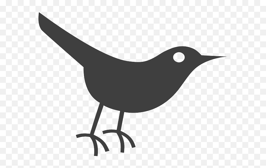 Black Crow - Twitter Bird Icon Transparent Cartoon Jingfm Transparent Bird Icon Png,Twitter Icon Black Background