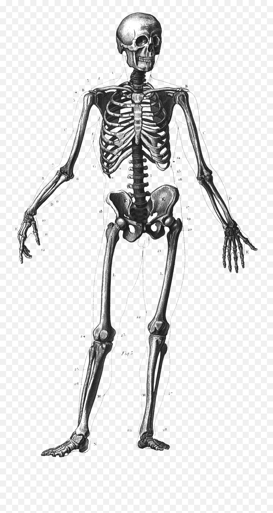 Download Skeleton - Skeleton Full Body Drawing Png,Bones Png