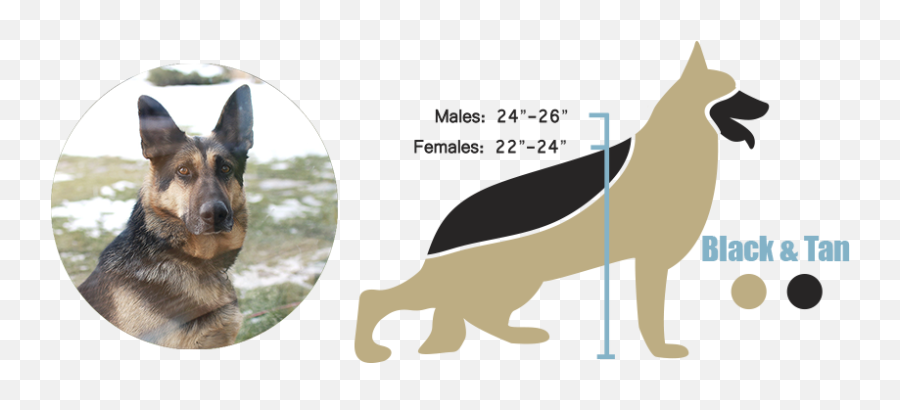 European Versus American German Shepherds - German Shepherd Height Png,German Shepard Puppy Icon