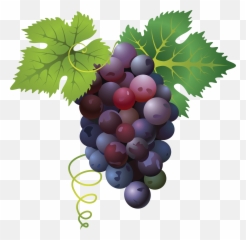 Grape Transparent Png Clipart Free - Grapes