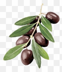 Png Olive Branch Picture 472198 - Olive Tree Branch