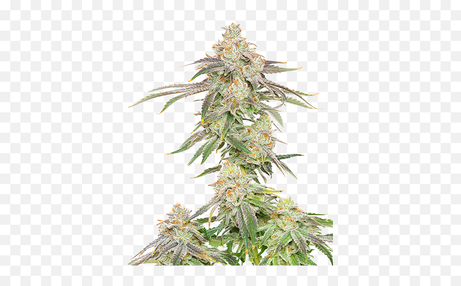 The Cannabis Brothers U2014 Tcg Industries - Christmas Tree Png,Weed Plant Png