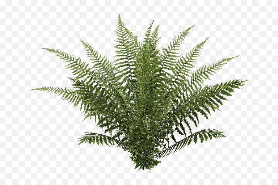 Download Hd Oblivion Fern 4 - Ostrich Fern Transparent Png Transparent Png Ferns,Fern Png