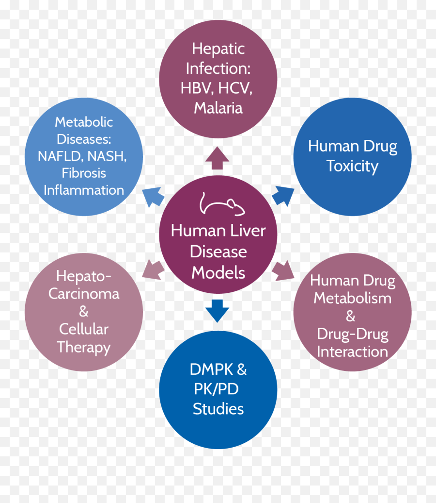 What Is Our Fee - Forservice Platform U2013 Humouse Models Circle Png,Liver Png