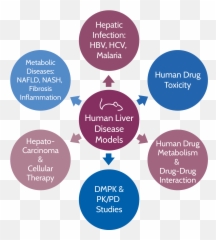 What Is Our Fee - Forservice Platform U2013 Humouse Models Circle Png,Liver Png