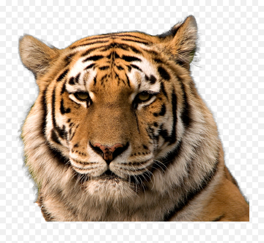 Tiger Face Transparent Background Png - Siberian Tiger Face,Tiger Head Png