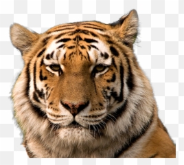 Tiger Face Transparent Background Png - Siberian
