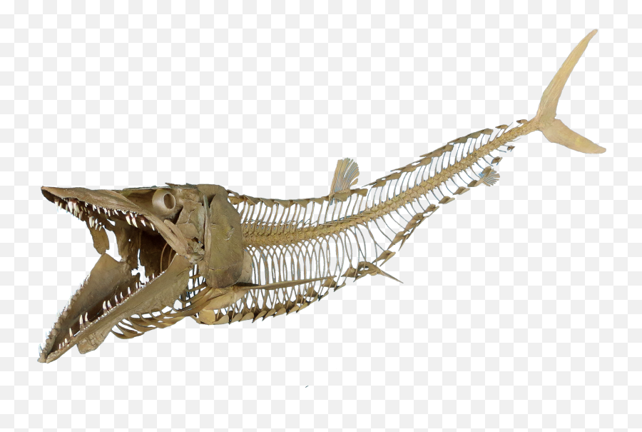 Download Cimolichthys Nepaholica - Fish Skeleton Transparent Skeleton Fish Png Hd,Skeleton Transparent