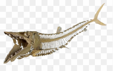 Download Cimolichthys Nepaholica - Fish Skeleton Transparent Png Hd