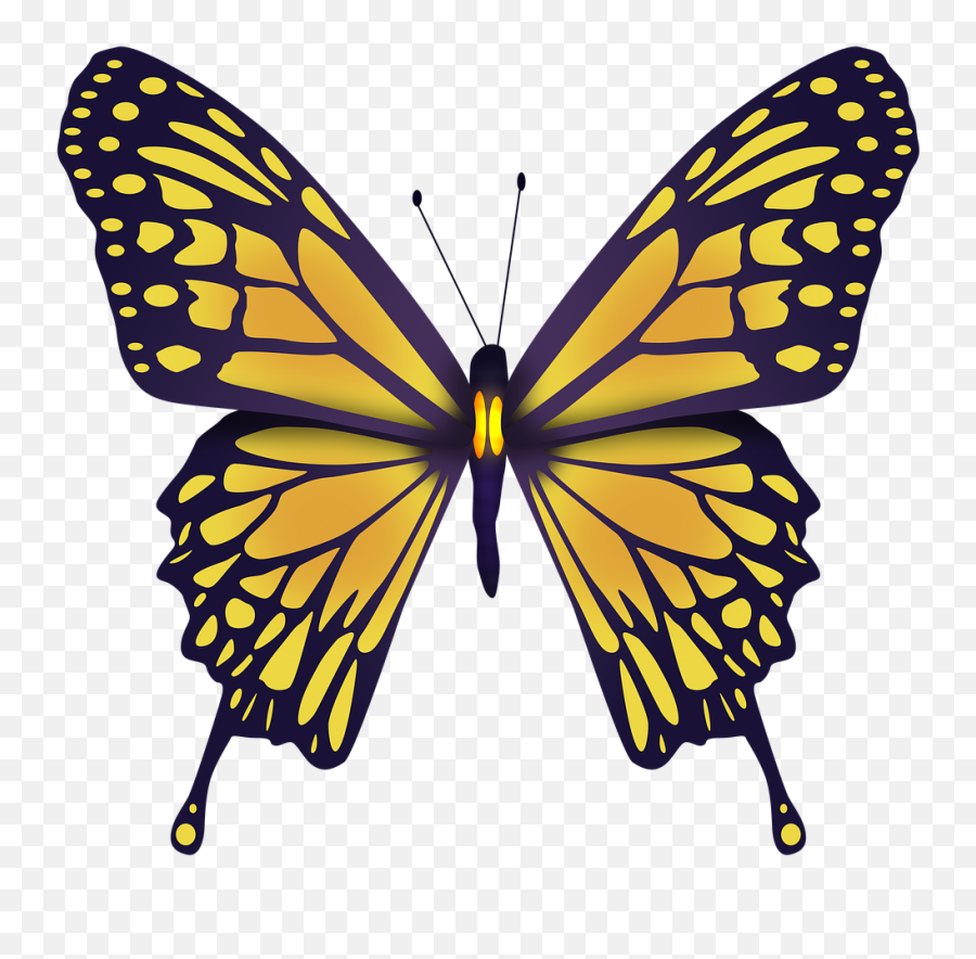 Yellow Butterfly Nature - Blue Mountain Swallowtail Butterfly Png,Yellow Butterfly Png