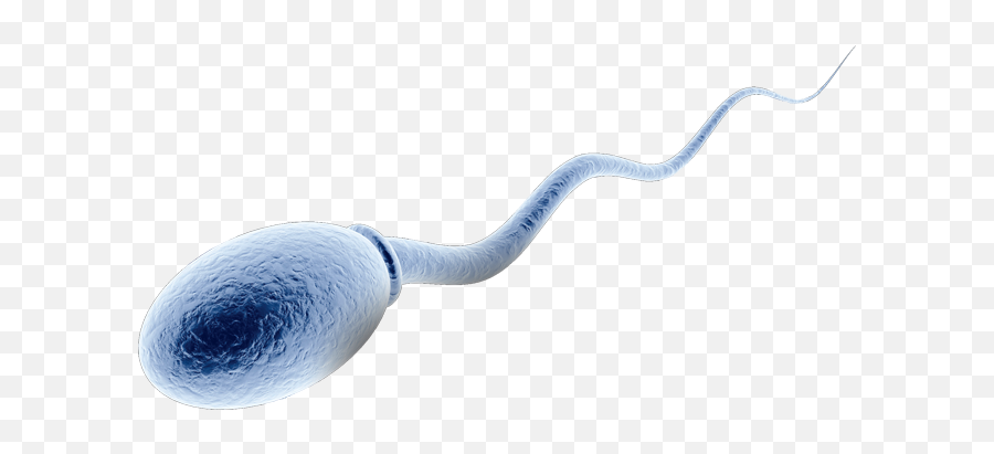 Sperm Png 5 Image - Sperm Cell Transparent,Sperm Png