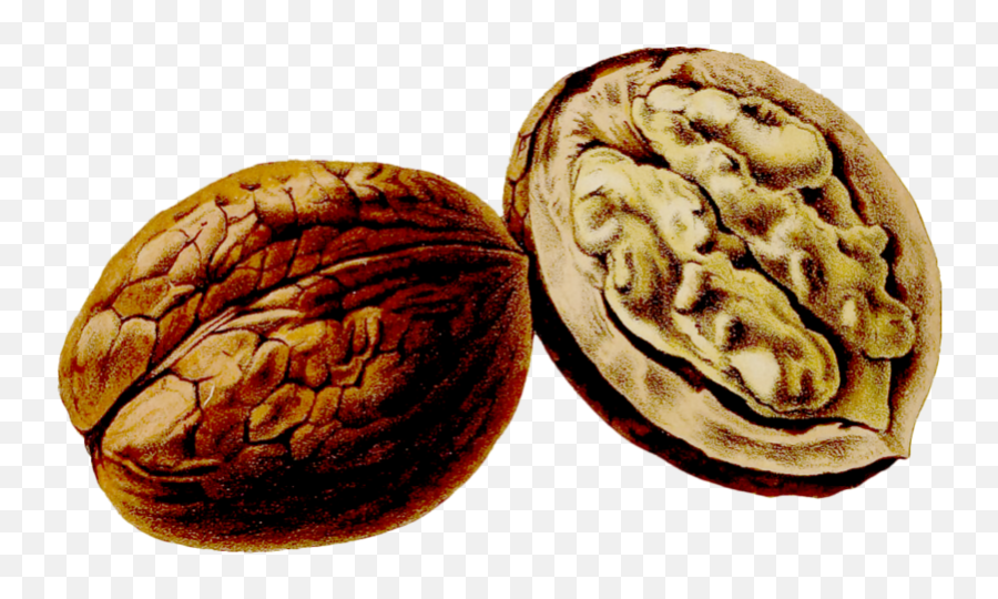 Nuts Drawing Walnut Transparent U0026 Png Clipart Free Download - Sandwich Cookies,Walnut Png