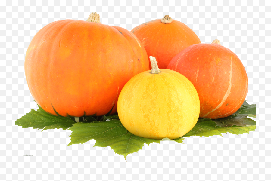 Download Pumpkin Png Image For Free Pumpkins