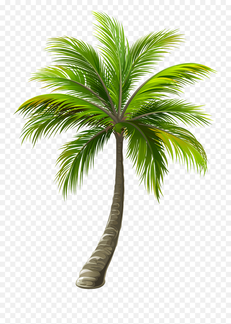Palms - Transparent Palm Tree Png,Palms Png