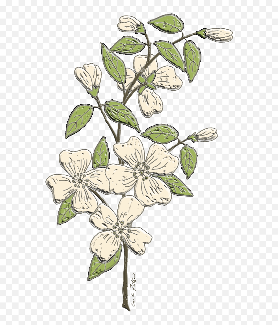 Floral Freetoedit - Flowering Dogwood Png,Dogwood Png