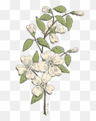 Floral Freetoedit - Flowering Dogwood Png,Dogwood Png