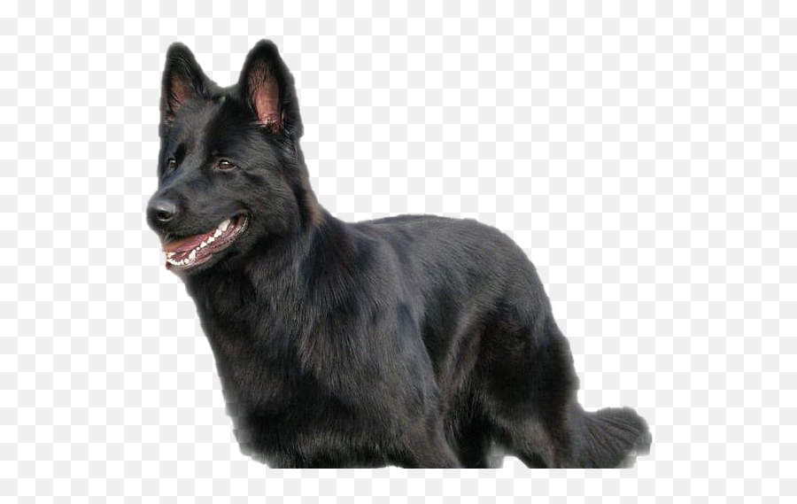 Black German Shepherd Transparent - Black German Shepherd Png,German Shepherd Png