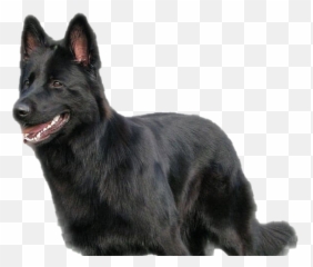 Black German Shepherd Transparent - Black German Shepherd Png,German Shepherd Png