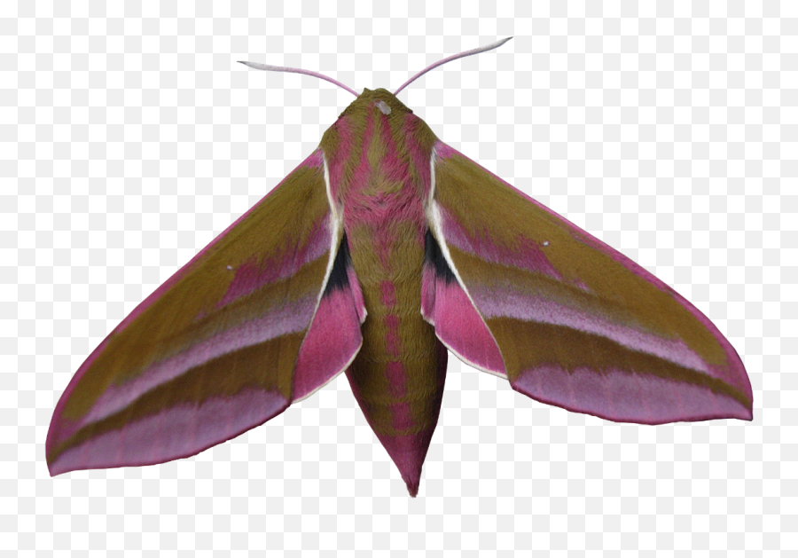 Download Liked Like Share - Large Elephant Hawk Moth Png Large Elephant Hawk Moth,Moth Transparent Background