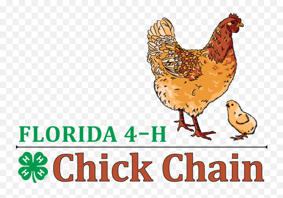 4 - H Chick Chain 4h In The Panhandle Language Png,Baby Chick Png