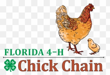 4 - H Chick Chain 4h In The Panhandle Language Png,Baby Chick Png