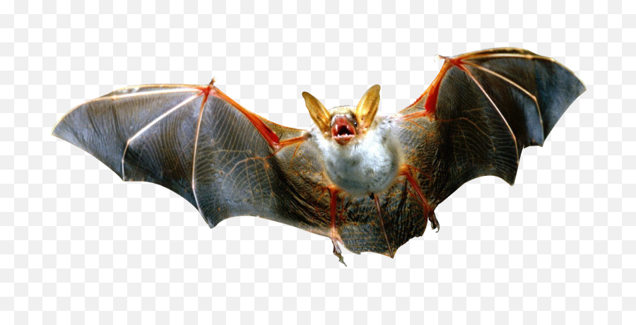 Download Transparent Background Bats Png - Full Size Png Bat Png,Bats Png