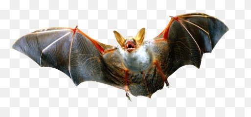 Download Transparent Background Bats Png - Full Size PNG