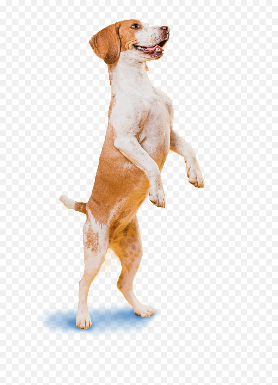 Standing doggy. Stand Dog. Собаки в стендов. Доги со стендом. Dog Stand Stand.