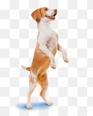 Homepage - Titou0027s Dog Grooming Dog Png,Titos Png