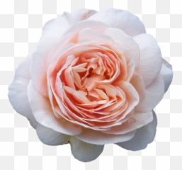 Flower Crown Cut Out Transparent Png - Flores Más Caras Del Mundo