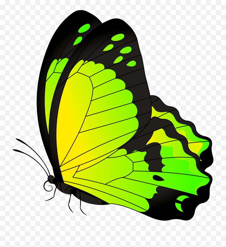 Free Transparent Butterfly Png Download Clipart