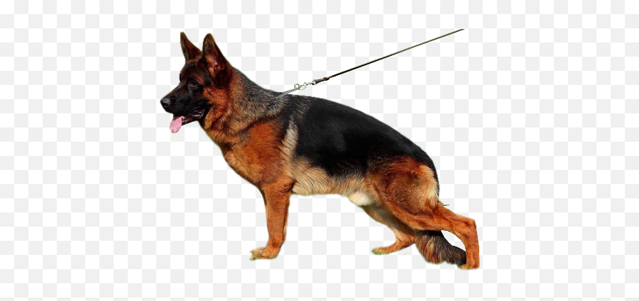 Download Best Training - Dog Png Image Hd Full Size Png Dog Image Hd Png,Dog Png Transparent