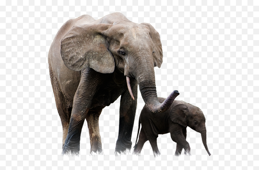 Elephant Png - Elephants Png,Elephant Png
