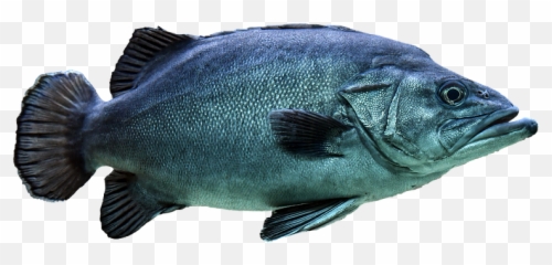 Fish Transparent Isolated - Background png