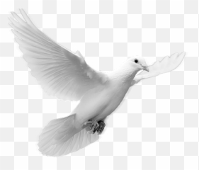 Dove Transparent Png Pictures - Format