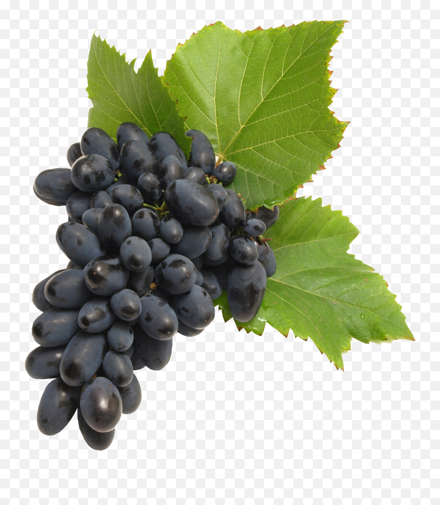 Download Black Grapes Png Image For Free - Transparent Background Grape Png,Grapes Png