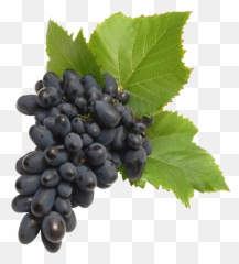 Download Black Grapes Png Image For Free - Transparent Background