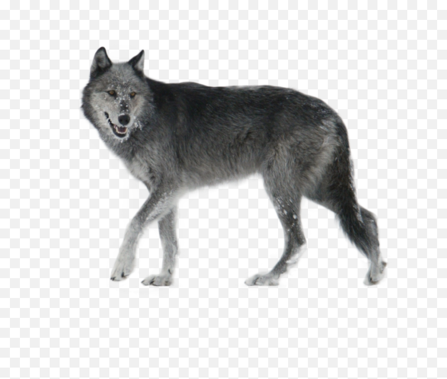 Wolf Png And Vectors For Free Download - Grey Wolf Png,Howling Wolf Png