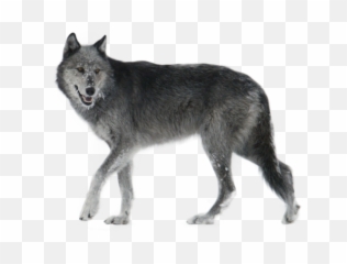 Wolf Png And Vectors For Free Download - Grey