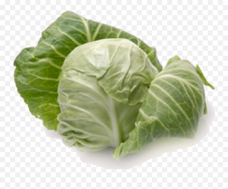 Download Cabbage Png - Cabbage Definition,Cabbage Png
