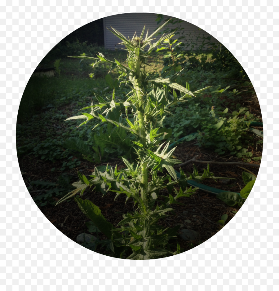 Finding Beauty In The Weedsu2026 And A Little Parenting Insight - Dandelion Weeds Big Png,Weeds Png